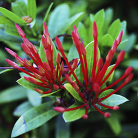 Buy canvas prints of Red Tropical Flower  by james balzano, jr.