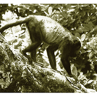 Buy canvas prints of Monkey on Limb Duo  by james balzano, jr.