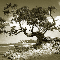 Buy canvas prints of  Tree on Beach at Treasure Beach, Jamaica by james balzano, jr.