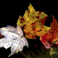 Buy canvas prints of  Leaves in Pond Posterised by james balzano, jr.