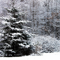 Buy canvas prints of Winter Scene  by james balzano, jr.
