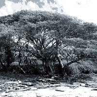 Buy canvas prints of Giant Fig Tree on Beach Duo Tone  by james balzano, jr.