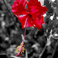 Buy canvas prints of  Posterised Hibiscus with  B/W Background by james balzano, jr.