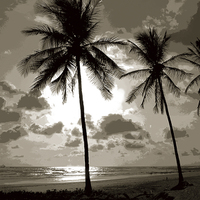 Buy canvas prints of  Palm Trees Duo Tone by james balzano, jr.