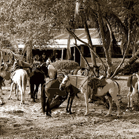 Buy canvas prints of  Lunch at the Ranch by james balzano, jr.