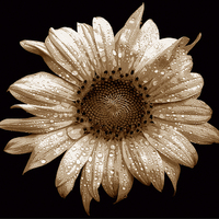 Buy canvas prints of Tritone Sunflower  by james balzano, jr.