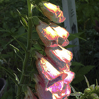 Buy canvas prints of  Foxglove Posterised Image by james balzano, jr.