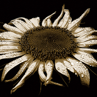Buy canvas prints of  Sunflower Three Toned Image  by james balzano, jr.