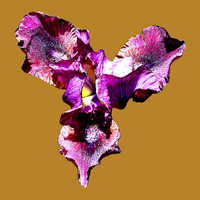 Buy canvas prints of  Iris by james balzano, jr.