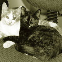 Buy canvas prints of  Duo Tone Kittens by james balzano, jr.