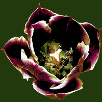 Buy canvas prints of Close Up Tulip  by james balzano, jr.