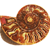 Buy canvas prints of Shell Fossil  by james balzano, jr.