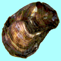 Buy canvas prints of Posterised Oyster Shell  by james balzano, jr.