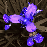 Buy canvas prints of Blue Japanese Iris  by james balzano, jr.