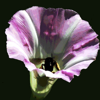 Buy canvas prints of Bee in Flower  by james balzano, jr.