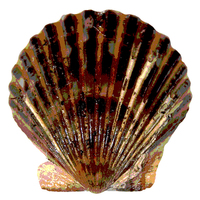 Buy canvas prints of  Posterised Scallop Shell by james balzano, jr.