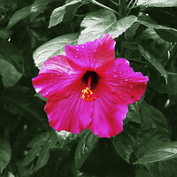 Buy canvas prints of  Grand Hibiscus Flower by james balzano, jr.