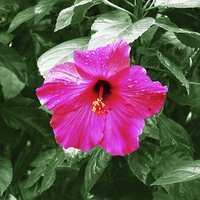 Buy canvas prints of  Adjusted Hibiscus Flower by james balzano, jr.