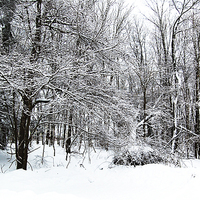 Buy canvas prints of Recent Snow  by james balzano, jr.