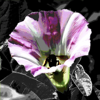 Buy canvas prints of Bee in Flower  by james balzano, jr.