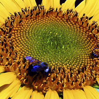 Buy canvas prints of Sunflower and Bee  by james balzano, jr.