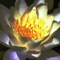 Buy canvas prints of  Water Lily by james balzano, jr.