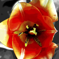 Buy canvas prints of Close Up Tulip  by james balzano, jr.