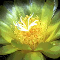 Buy canvas prints of Cactus Flower  by james balzano, jr.