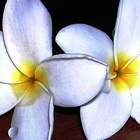 Buy canvas prints of  Two Tropical Flowers  by james balzano, jr.