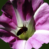 Buy canvas prints of  Bee in Flower by james balzano, jr.