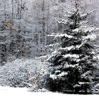 Buy canvas prints of  Snow Scene  by james balzano, jr.