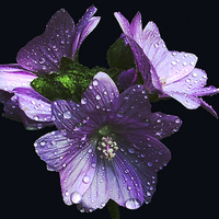 Buy canvas prints of  Three Wet Flowers by james balzano, jr.
