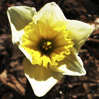 Buy canvas prints of Gorgeous Daffodil  by james balzano, jr.