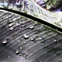 Buy canvas prints of  Water Droplets on a Leaf by james balzano, jr.