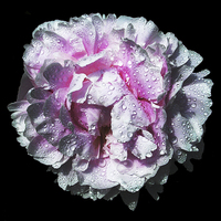 Buy canvas prints of Drenched Peony  by james balzano, jr.