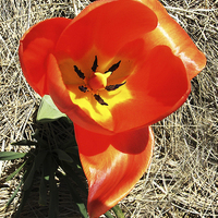 Buy canvas prints of Brilliant Red Tulip  by james balzano, jr.