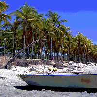 Buy canvas prints of  Boat and Stand of Palms by james balzano, jr.
