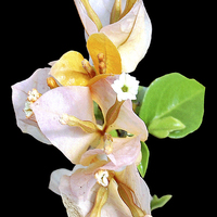 Buy canvas prints of White Bougainvillea Flowers  by james balzano, jr.