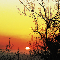 Buy canvas prints of Sunset through the Branches and Buds  by james balzano, jr.