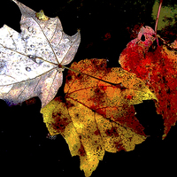 Buy canvas prints of Old Leaves Floating  by james balzano, jr.