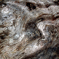 Buy canvas prints of Close Up Driftwood  by james balzano, jr.