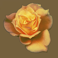 Buy canvas prints of  Subtle Soft Rose by james balzano, jr.