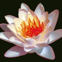 Buy canvas prints of  Lightly Colored Waterlily by james balzano, jr.