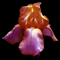 Buy canvas prints of Many Colored Iris  by james balzano, jr.