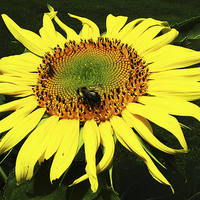 Buy canvas prints of Flies on Sunflower  by james balzano, jr.