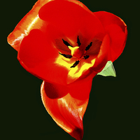 Buy canvas prints of Fiery Tulip   by james balzano, jr.