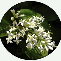 Buy canvas prints of  Gorgeous White Flora by james balzano, jr.