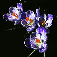 Buy canvas prints of  Silhouetted Striped Crocus  by james balzano, jr.