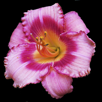 Buy canvas prints of  Colorful Lily by james balzano, jr.