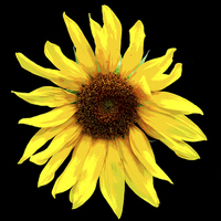 Buy canvas prints of  Glorious Sunflower by james balzano, jr.